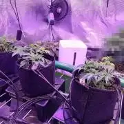 Platan Con Gas Testrun