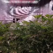 Platan Con Gas Testrun