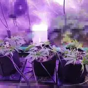 Platan Con Gas Testrun