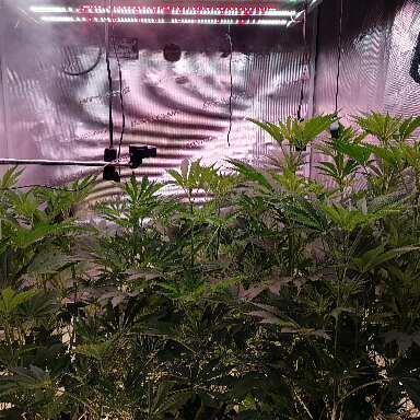 Platan Con Gas Testrun