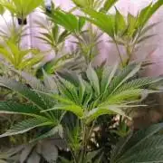 Platan Con Gas Testrun