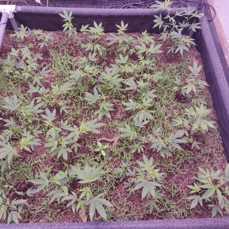 Living soil 1- Gelato- A.T.A
