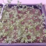 Living Soil 1- CFK - A.T.A