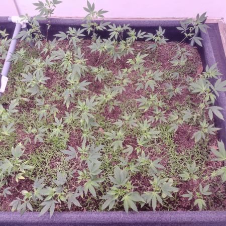 Living Soil 1- CFK - A.T.A