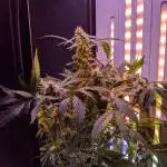Mary AG Grow box first grow