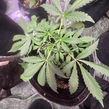 Oblivion Burn Mystery Genetics!