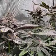 Baby Yoda & Ice Cream Cake