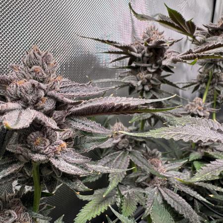 Baby Yoda & Ice Cream Cake