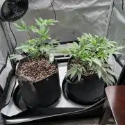 2X3 Baby Yoda & Ice Cream Cake