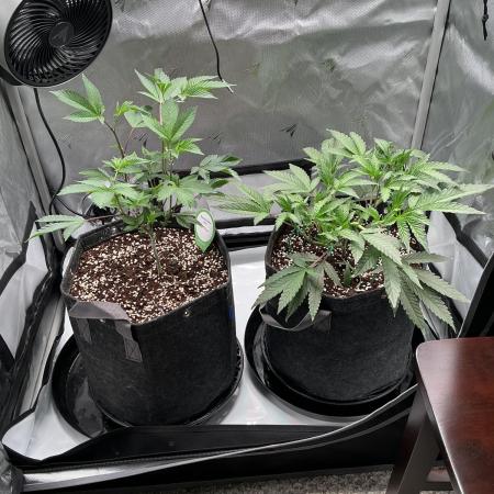 2X3 Baby Yoda & Ice Cream Cake