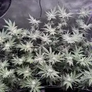 Baby Yoda & Ice Cream Cake