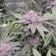 Baby Yoda & Ice Cream Cake