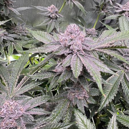 Baby Yoda & Ice Cream Cake