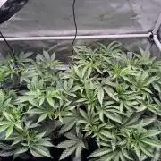 2X3 Baby Yoda & Ice Cream Cake