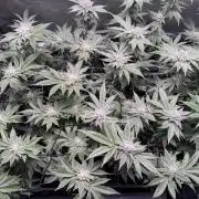 Baby Yoda & Ice Cream Cake