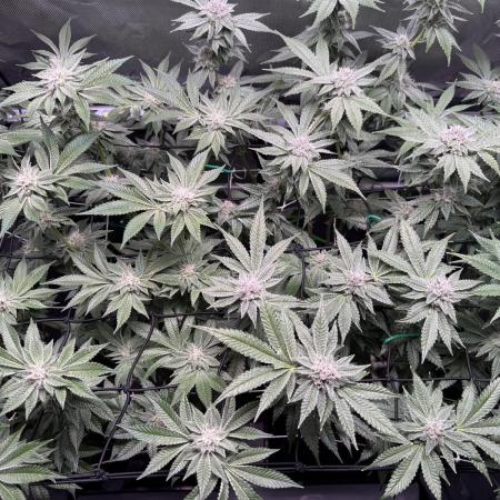 Baby Yoda & Ice Cream Cake