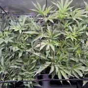 2X3 Baby Yoda & Ice Cream Cake