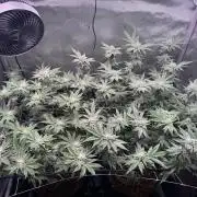 Baby Yoda & Ice Cream Cake