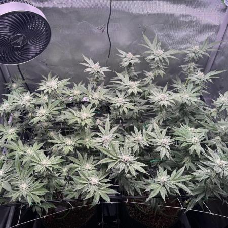 Baby Yoda & Ice Cream Cake