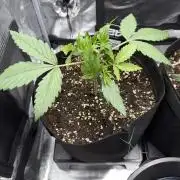 Tropicana Coockies & Pound Cake - Auto