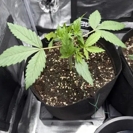 Tropicana Coockies & Pound Cake - Auto