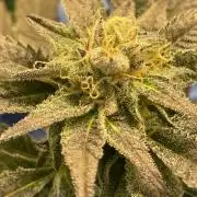 Bruce Banner 3 -Dark Horse-SUPERCROPPED