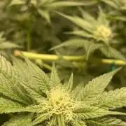 Viparspectra xs1500 pro @ Bruce Banner 3