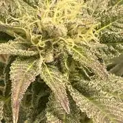 Bruce Banner 3.0 - Dark Horse Genetics