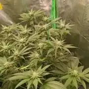 Viparspectra xs1500 pro @ Bruce Banner 3