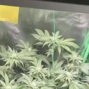 Viparspectra xs1500 pro @ Bruce Banner 3