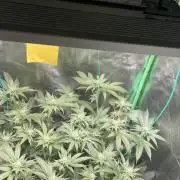 Viparspectra xs1500 pro @ Bruce Banner 3