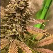 4x Original Oreoz x Greenception gcx4