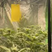 Viparspectra xs1500 pro @ Bruce Banner 3