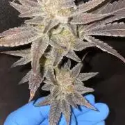 Bruce Banner 3 -Dark Horse-SUPERCROPPED