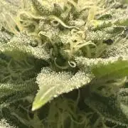 Viparspectra xs1500 pro @ Bruce Banner 3