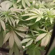 4x Original Oreoz x Greenception gcx4