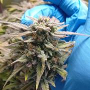 Sensi seeds - Critical runtz