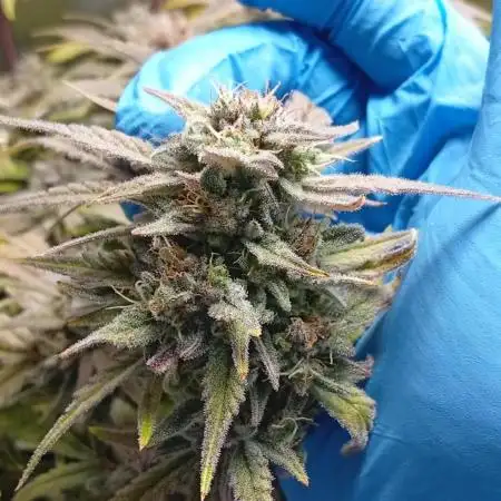 Sensi seeds - Critical runtz