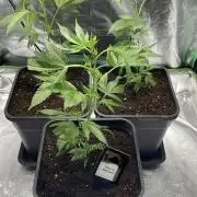 Viparspectra xs1500 pro @ Bruce Banner 3