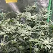 Viparspectra xs1500 pro @ Bruce Banner 3