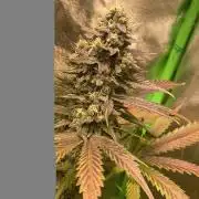 4x Original Oreoz x Greenception gcx4