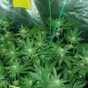 Bruce Banner 3.0 - Dark Horse Genetics