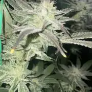 Bruce Banner 3 -Dark Horse-SUPERCROPPED