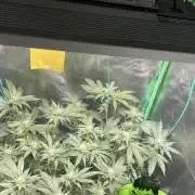 Viparspectra xs1500 pro @ Bruce Banner 3