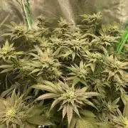 Bruce Banner 3.0 - Dark Horse Genetics