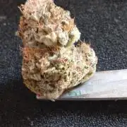 Sensi seeds - Critical runtz