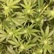 Viparspectra xs1500 pro