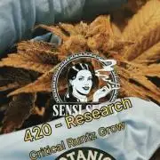 Sensi seeds - Critical runtz