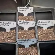 Midnight Express Doinks Test