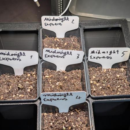 Midnight Express Doinks Test